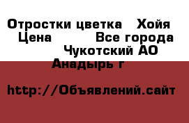 Отростки цветка  “Хойя“ › Цена ­ 300 - Все города  »    . Чукотский АО,Анадырь г.